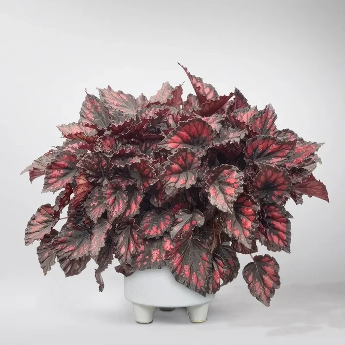 Begonie Rex ‚Etna‘