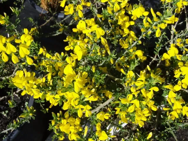 Behaarter Ginster „Vancouver Gold“ (Genista pilosa)