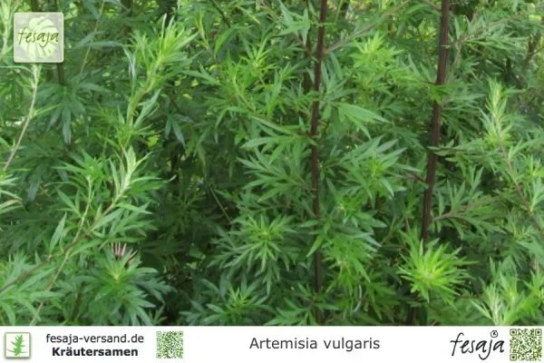 Beifuß, Artemisia vulgaris