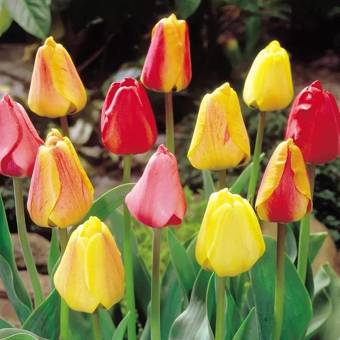 Beliebte Tulpen