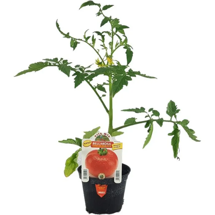 Bellarosa Zwergsalat Tomate 10cm Topf
