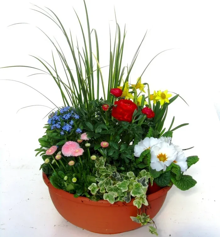 bepflanzte Frühlingsschale Ø 30 cm.