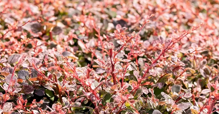 Berberis thunbergii ‚Harlequin‘