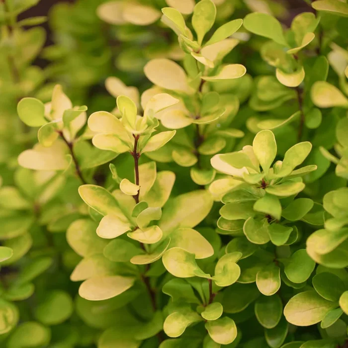 Berberitze ‚Golden Rocket‘