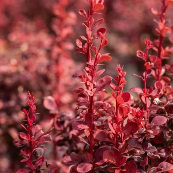 Berberitze ‚Ruby Star‘