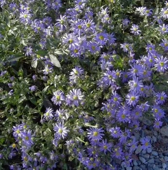 Berg-Aster, Kalk-Aster (Aster amellus) „Bio“