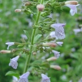 Berg-Dost/Dost (Calamintha nepeta)