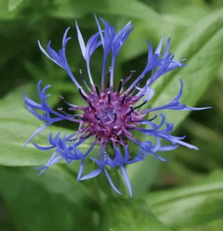 Berg-Flockenblume (Centaurea montana) „Bio“
