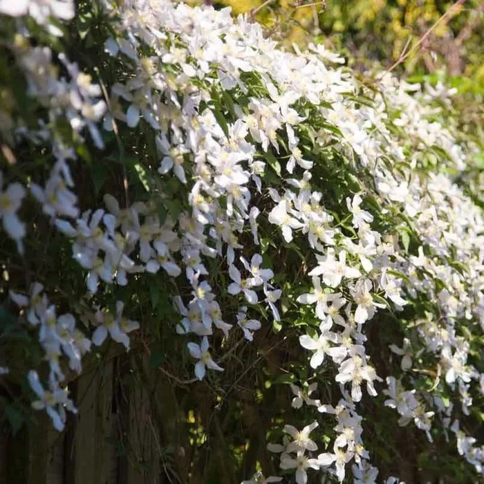 Berg-Walrebe ‚Grandiflora‘