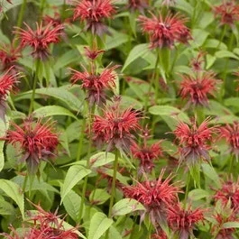 Bergamotpflanze/Hahnenkamm (Monarda ‚Squaw‘)