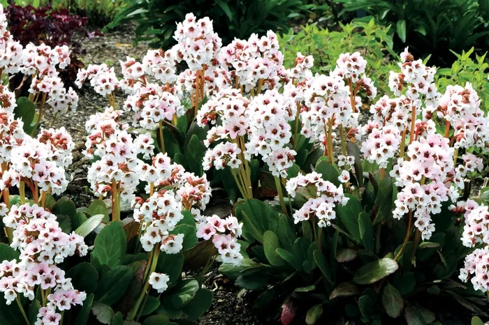 Bergenia ‚Dragonfly Angel Kiss‘ ® (Weißblühende Bergenie)