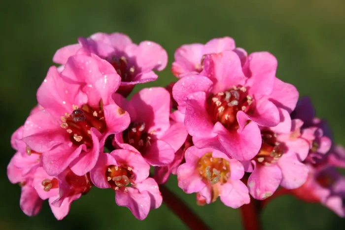 Bergenia cordifolia ‚Herbstblüte‘ (Bergenie)