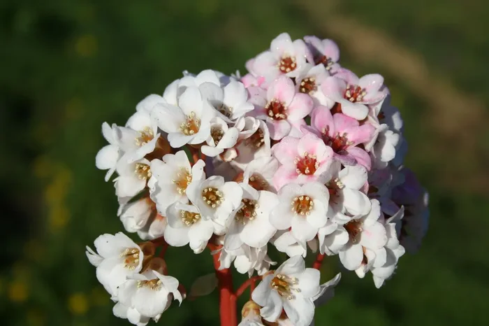 Bergenia cordifolia ‚Schneeglocke‘ (Bergenie)
