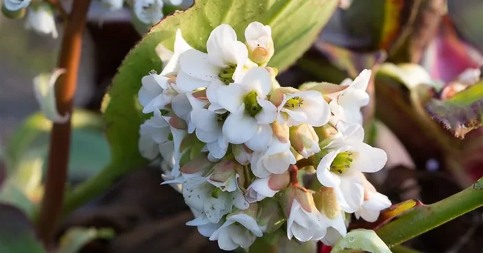 Bergenie ‚Bressingham White‘