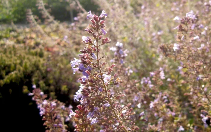 Bergminze (Pflanze)