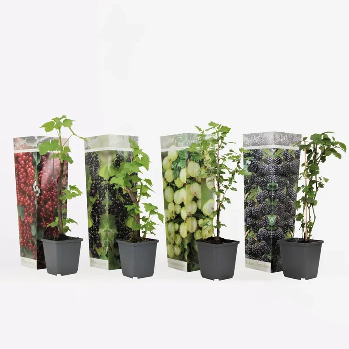 Berry Mix – Mix of 4 – Berry Plants