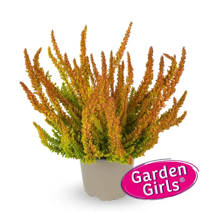Besenheide ‚Sunset Zoe Gardengirls®‘