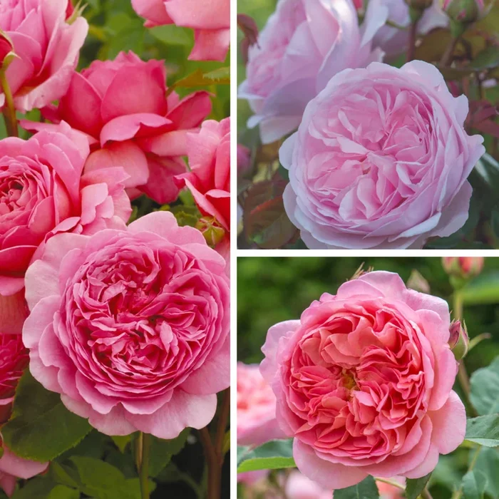 Besondere David Austin® – Rosen, 3 Pflanzen