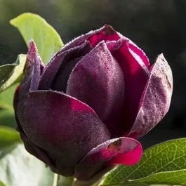 Biberbaum (Magnolia ‚Genie‘) EXTRA VORTEIL