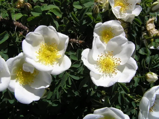 Bibernellrose (Rosa pimpinellifolia)