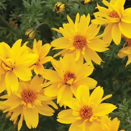 Bidens Ferulifolia ‚Gold Nuggets‘