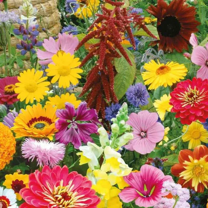 Bienen- und Schmetterlingsfreundliche Blumenmischung Bio