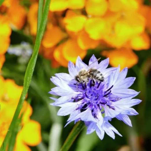 BienenweideBlumen und Kräuter
