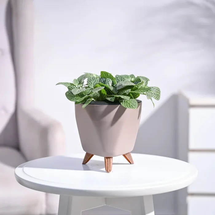 Big Leaf Fittonia Plant