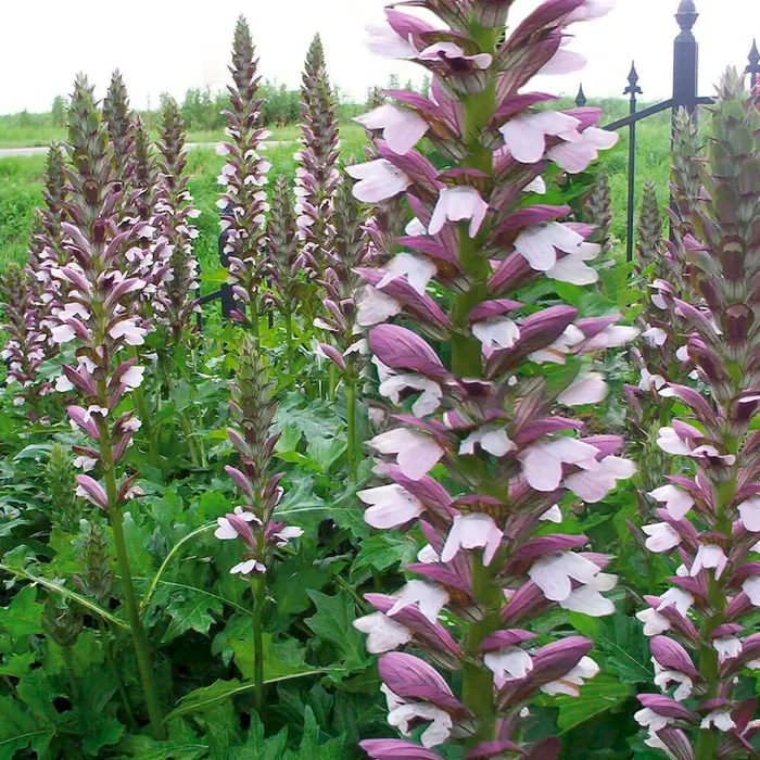 BIO Bärenklau Mornings Candle Acanthus spinosus x mollis – Bestellnummer 1107304