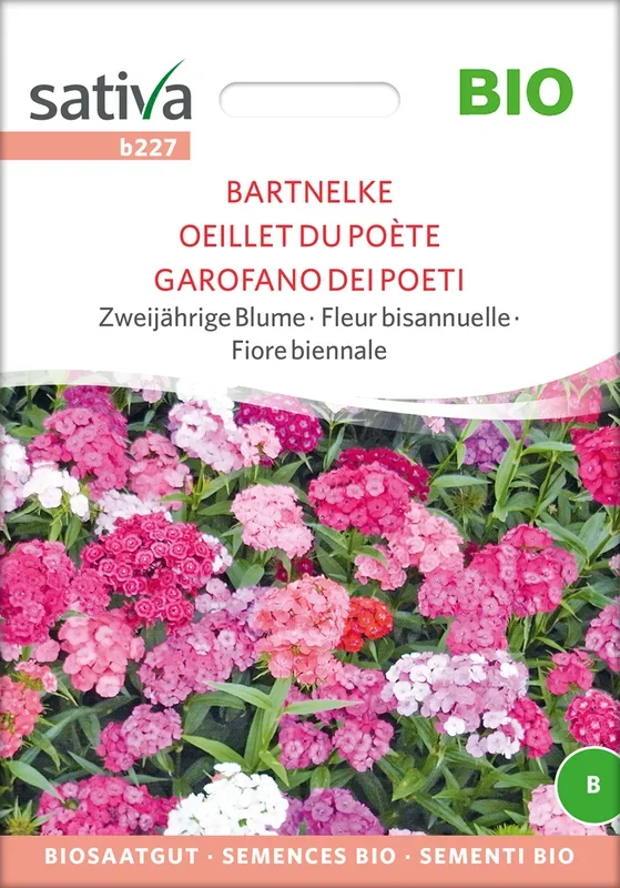 BIO Bartnelke