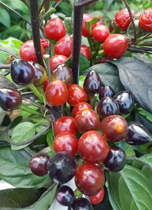 Bio Black Pearl Chili Samen