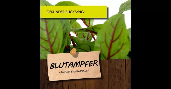 Bio Blutampfer
