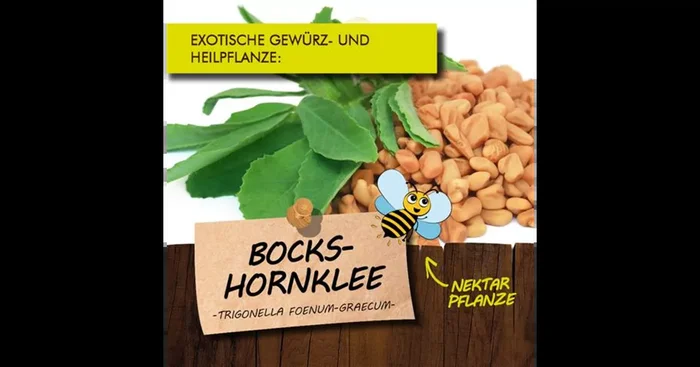 Bio Bockshornklee