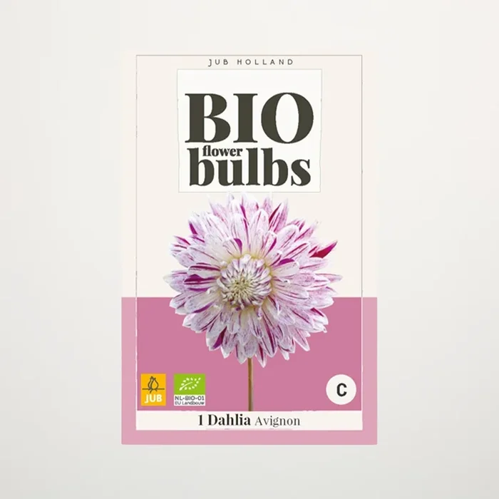 BIO Dahlie ‚Avignon‘ -Knolle