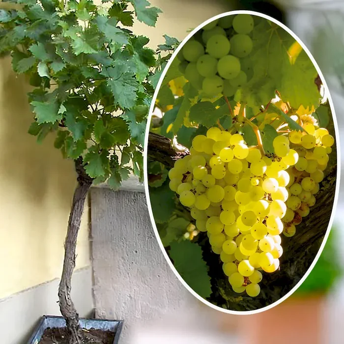 BIO Edel-Trauben-Stämmchen ‚Phönix‘ Bestellnummer 4415797
