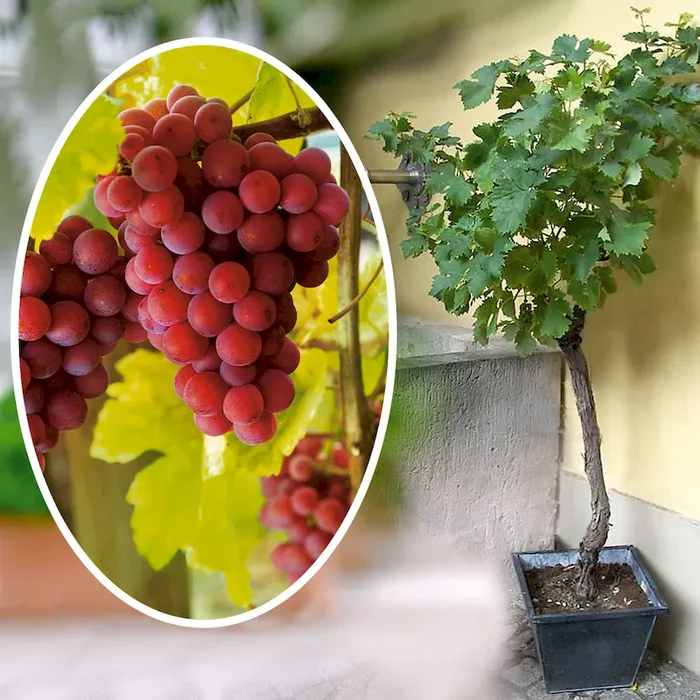 BIO Edel-Trauben-Stämmchen ‚Regent‘ Bestellnummer 4415788