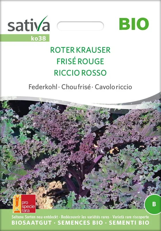 BIO Federkohl / Grünkohl Roter Krauser