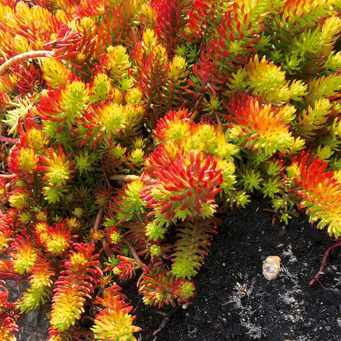 BIO Felsen-Fetthenne ‘Angelina’ Sedum reflexum „Angelina“ – Bestellnummer 1104021