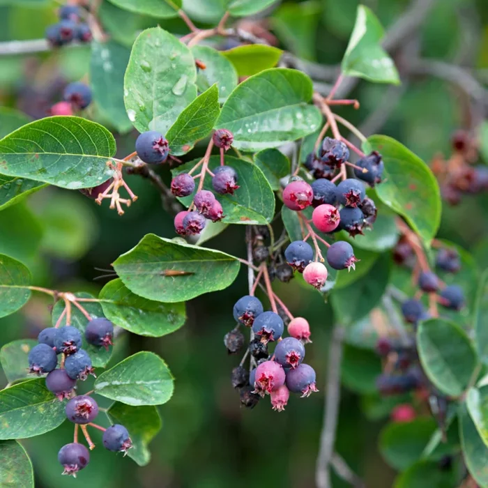 Bio Felsenbirne ‚Smoky®‘