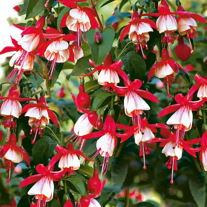 BIO Fuchsia-Hybride ‚Lady Thumb‘ Fuchsia x hybr. „Madame Cornelissen“ – Bestellnummer 1115171