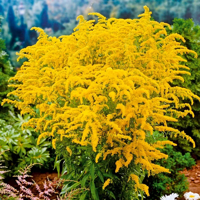 BIO Goldrute, gelb Solidago x cult., gelb – Bestellnummer 1157599