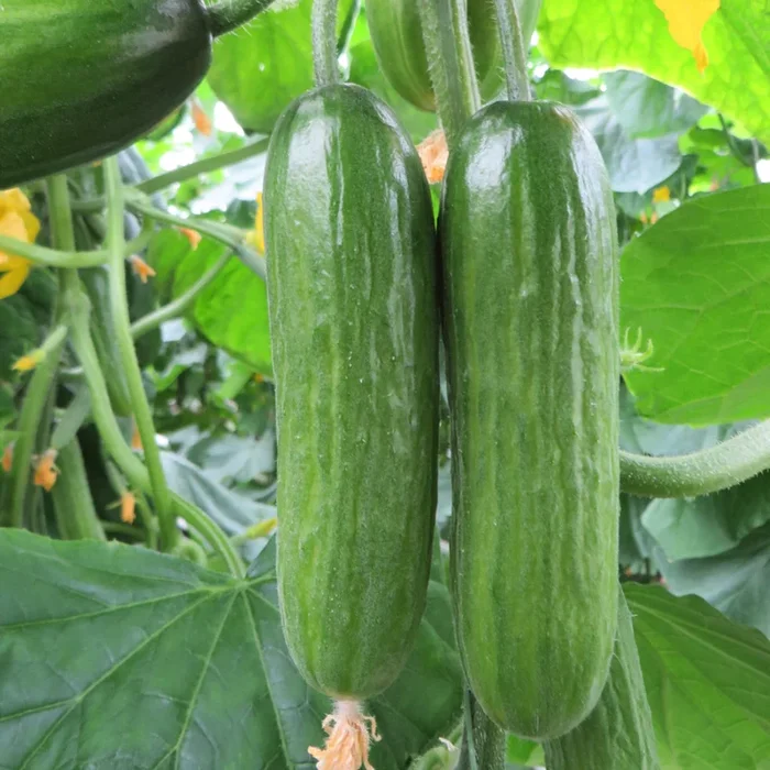 Bio Gurke ‚Mini-Snack-Gurke‘