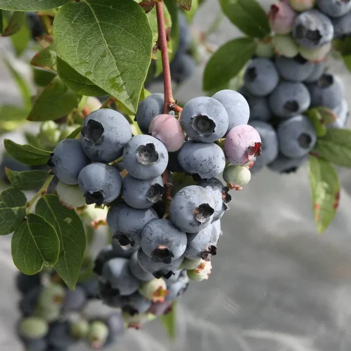 Bio Heidelbeere ‚Blueroma‘, 2 Pflanzen