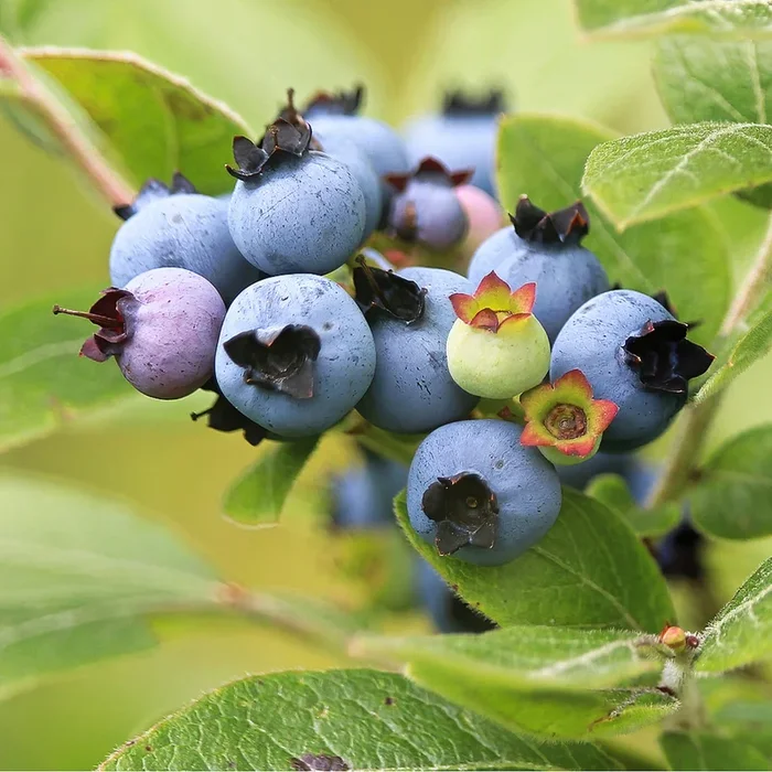 Bio Heidelbeere ‚Hortblue Petite®‘
