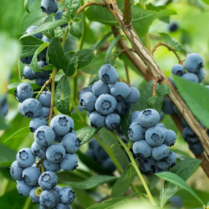 Bio Heidelbeere ‚Reka®‘