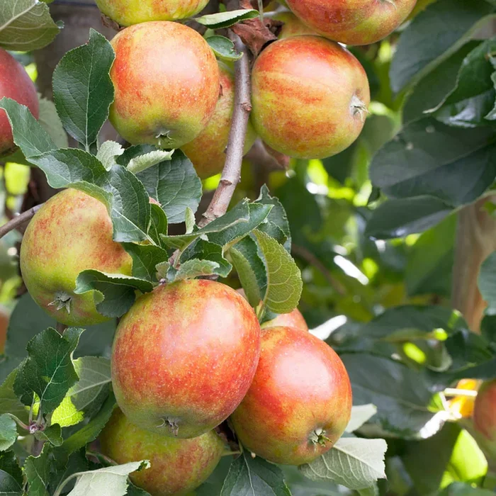 Bio Herbstapfel ‚Holsteiner Cox‘