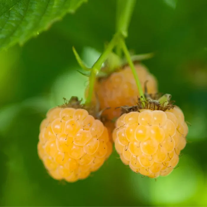 Bio Himbeere ‚Fallgold‘