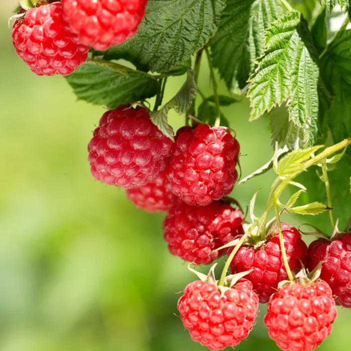 Bio Himbeere ‚TwoTimer®Sugana®‘