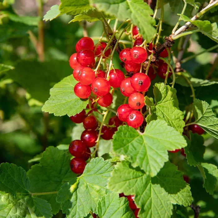 Bio Johannisbeere ‚Jonkheer van Tets‘