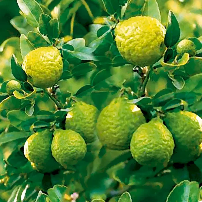 BIO Kaffir-Limette Citrus-hystrix – Bestellnummer 6683617